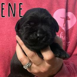 Gene - Black male Labrador Retriever puppy in Petersburg, Kentucky from Mahan Labs