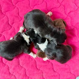 Miniature Australian Shepherd puppies from Southern Promise Aussie’s