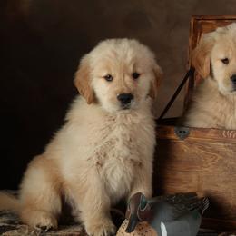 Golden Retrievers from Mtn View Goldens
