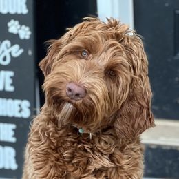 Sally - Australian Labradoodle