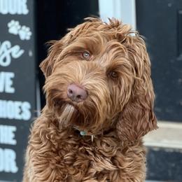 Sally - Australian Labradoodle