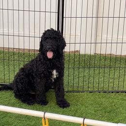 Goldendoodle Puppies from Sugarspicedoodles