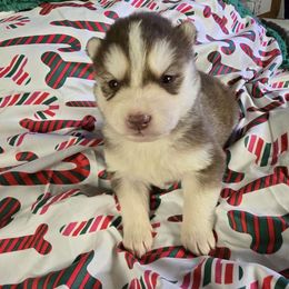 Clause - Red and white male Siberian Husky puppy in Kansas City, Missouri from Anuun's Huskies