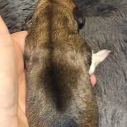 Girl 3 - Piebald female Dachshund puppy in Barre, Massachusetts from Central Mass Dachshunds