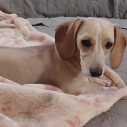 Lacy - Dachshund