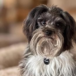 Hondo - Miniature Schnauzer