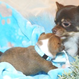 Chihuahua Puppies from Fine Whines & Lickers