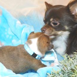 Chihuahua Puppies from Fine Whines & Lickers