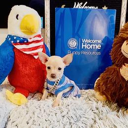 King - Cream and white male Chihuahua puppy in Athens, Georgia from Imperial Chihuahua