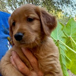 Bluebelle - Dark golden female Golden Retriever puppy in Sacramento Area, California from Gold Country Golden Retrievers