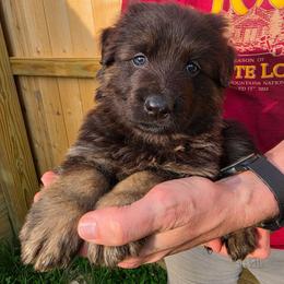 Rider - Black and red male German Shepherd puppy in Columbus, Indiana from Stony Lonesome GSD