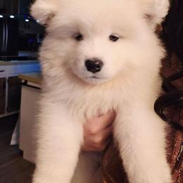 Orange - White male Samoyed puppy in San Antonio, Texas from Hill Country Samoyeds