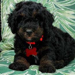 Cove - Phantom male Bernedoodle puppy in Millsap, Texas from Gaston’s Posh Poodles and Doodles