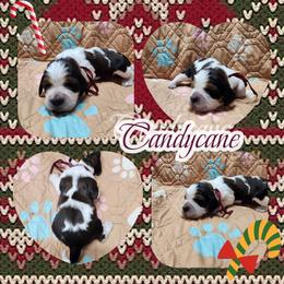 Candycane (Now Annie) - Liver white and tan female English Springer Spaniel puppy in Westover, Maryland from Sterling's springer Haven