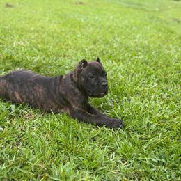 Green - Black brindle male Cane Corso puppy in Opelousas, Louisiana from Azelees Cane Corso