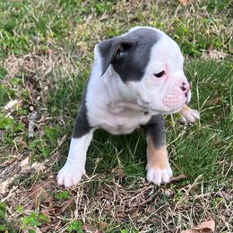 Olde English Bulldogge Puppies from Mule Pool Olde English Bulldogges