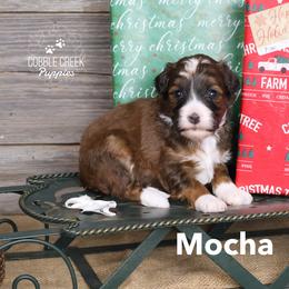 Mocha - Tri-color female Bernedoodle puppy in Heyworth, Illinois from Cobble Creek Puppies
