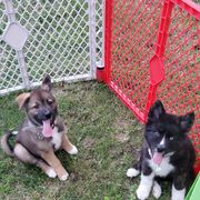 Sporty Mix Puppies from Eternal Symmetry