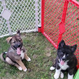 Sporty Mix Puppies from Eternal Symmetry