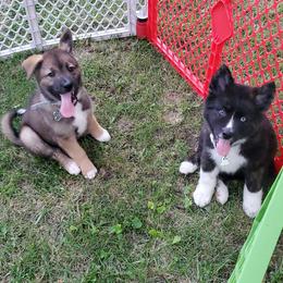 Sporty Mix Puppies from Eternal Symmetry