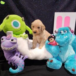 Neon Green collar - Golden male Golden Retriever puppy in Boulder, Montana from Sharee's Golden Retrievers