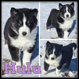Hulu - Black and white female Siberian Husky puppy in Wheeler, Michigan from Haase Family Kennels