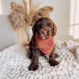 Honey - Chocolate male Australian Labradoodle puppy in Syracuse, Indiana from The Doodle Cove