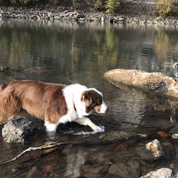 Australian Shepherds from KC Aussies TN