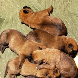 Belgian Malinois Puppies from Exogenic Arma Contra Malum K-9