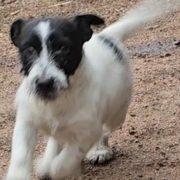 Russell Terrier puppies from Outlaw Farm and Kennel