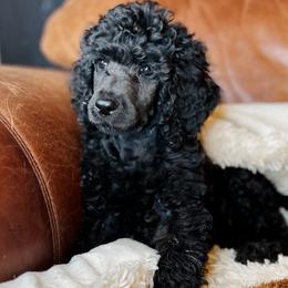 Poodle Puppies from Royal Retriever Poodles