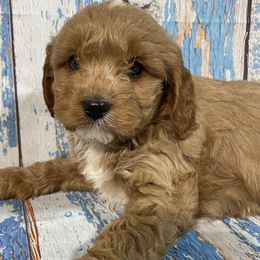 Sam - Red Cavapoo puppy in Lebanon, Missouri from Cobbs Creek Canines