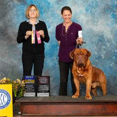 Gus - Dogue de Bordeaux