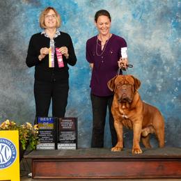 Gus - Dogue de Bordeaux