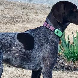 June - German Shorthaired Pointer