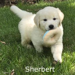 Girl 2 - Light golden female Golden Retriever puppy in Milford, Michigan from Servant Kennel