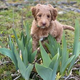 Australian Labradoodle Puppies from Beaver State Labradoodles