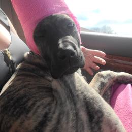Great Dane Puppies from The Greater Dane Kennel
