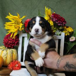 Belle: Brown Girl - Black, white and red female Greater Swiss Mountain Dog puppy in Rexburg, Idaho from Silver String Swissies