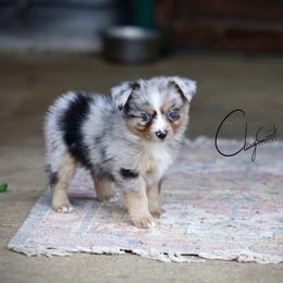 Nitro - Blue merle male Miniature Australian Shepherd puppy in Prague, Oklahoma from Clay Creek Aussies