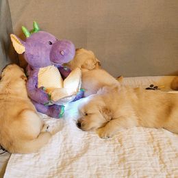Golden Retriever Puppies from Broomfield Golden's