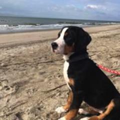 Greater Swiss Mountain Dogs from Lone Palm