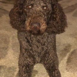 Boxers and Goldendoodles from Tut’s Doodles and Boxers