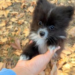 Caspian - Black parti male Pomeranian puppy in Edmond, Oklahoma from Okie Poms