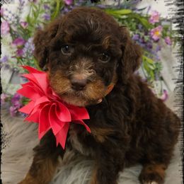 Penny - Red tri-color female Aussiedoodle puppy in Farley, Iowa from Iowa's Doodle Co.