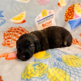 Fallon - Brindle male Dachshund puppy in Nampa, Idaho from 208 Wiener Wiggle Butts LLC