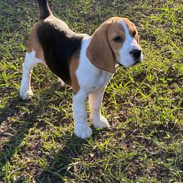 Journey - Black tan and white female Beagle puppy in Needville, Texas from Rancho Robles Kennels