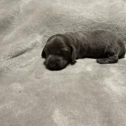 Longhair blue girl - Blue and tan female Dachshund puppy in Mount Vernon, Ohio from Double A Dachshunds