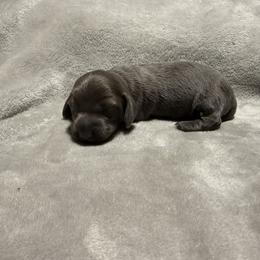 Longhair blue girl - Blue and tan female Dachshund puppy in Mount Vernon, Ohio from Double A Dachshunds