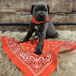 Red-Straw carrier - Gray female Cane Corso puppy in Fritch, Texas from Carrie Brown's Cane Corsos